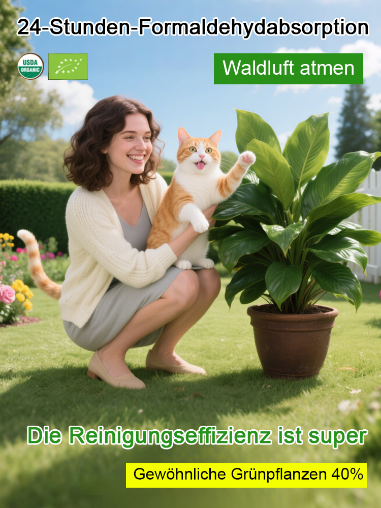 Smaragd-Philodendron Wasserpflanzen-Set ✨ 100 Prozent Hydrokultur ✨ Ohne Erde Keine Insekten