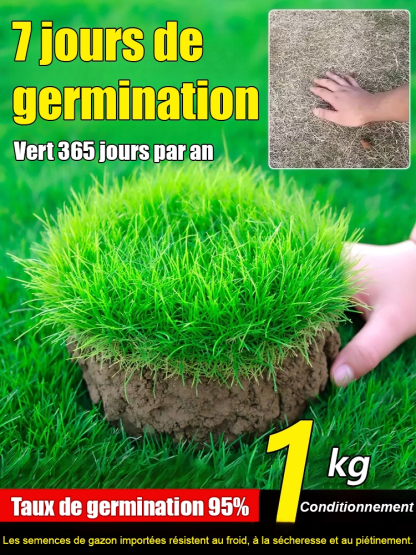 Gazon Royal 4S® | Persistant • Sans tonte • Résistant à la sécheresse et au froid 