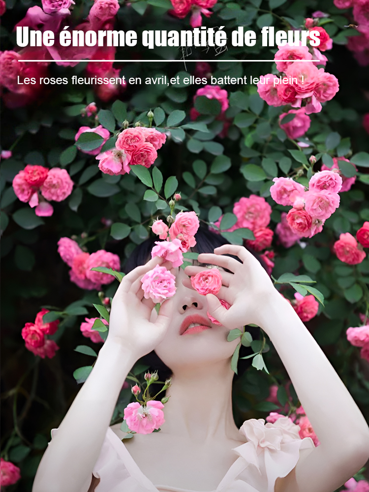 【Fleurissement toute l'année】Graines de rosier grimpant