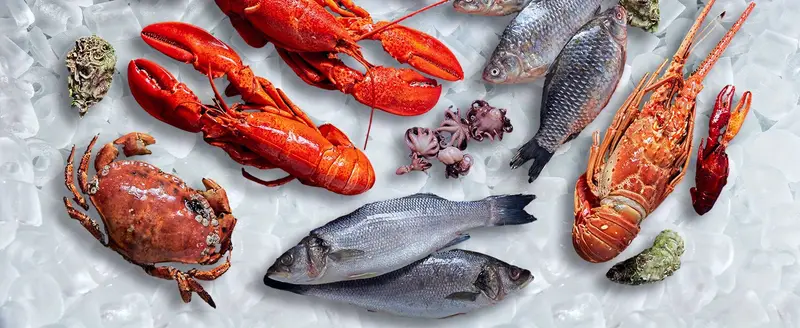 Máquina de hielo portátil   para encimera, autolimpiable, 9 cubos en  , 26.5 libras/24  , 2 tamaños de hielo en forma de  , con pala de hielo, cesta y asa detalles 2