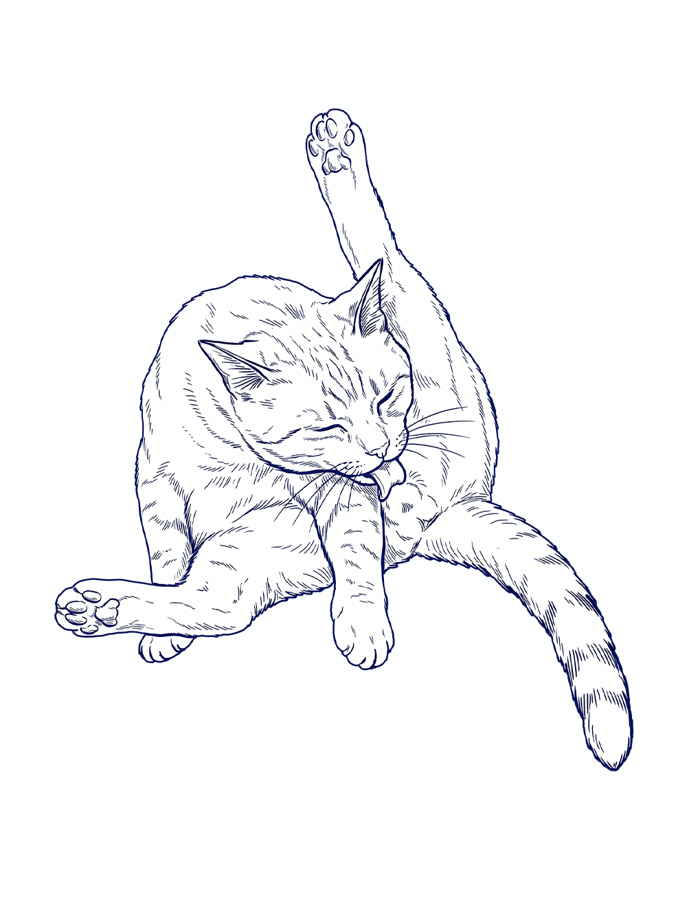 THIRST CAT WASHED TANK