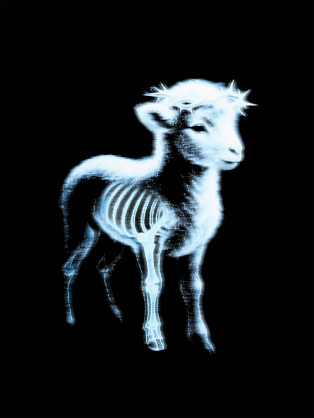 Fluorescent Lamb Washed Tshirt