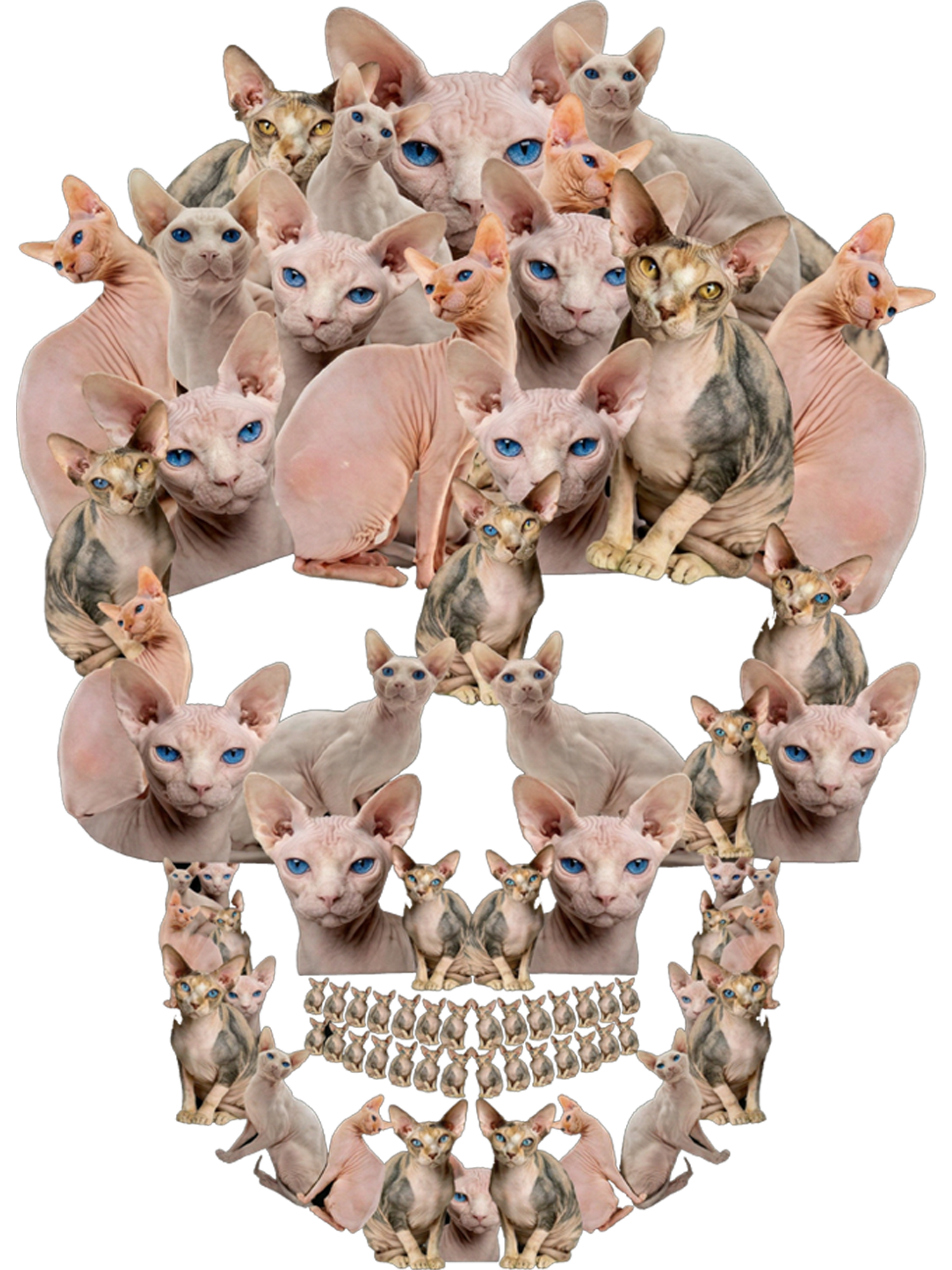 Feline Skull Society Washed Tshirt