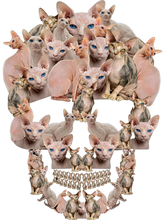 Feline Skull Society Washed Tshirt