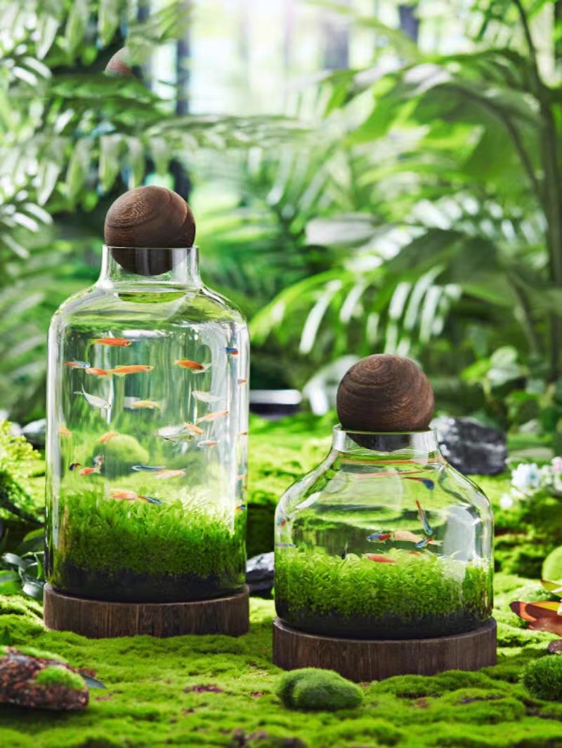 Transparent glass fish tank