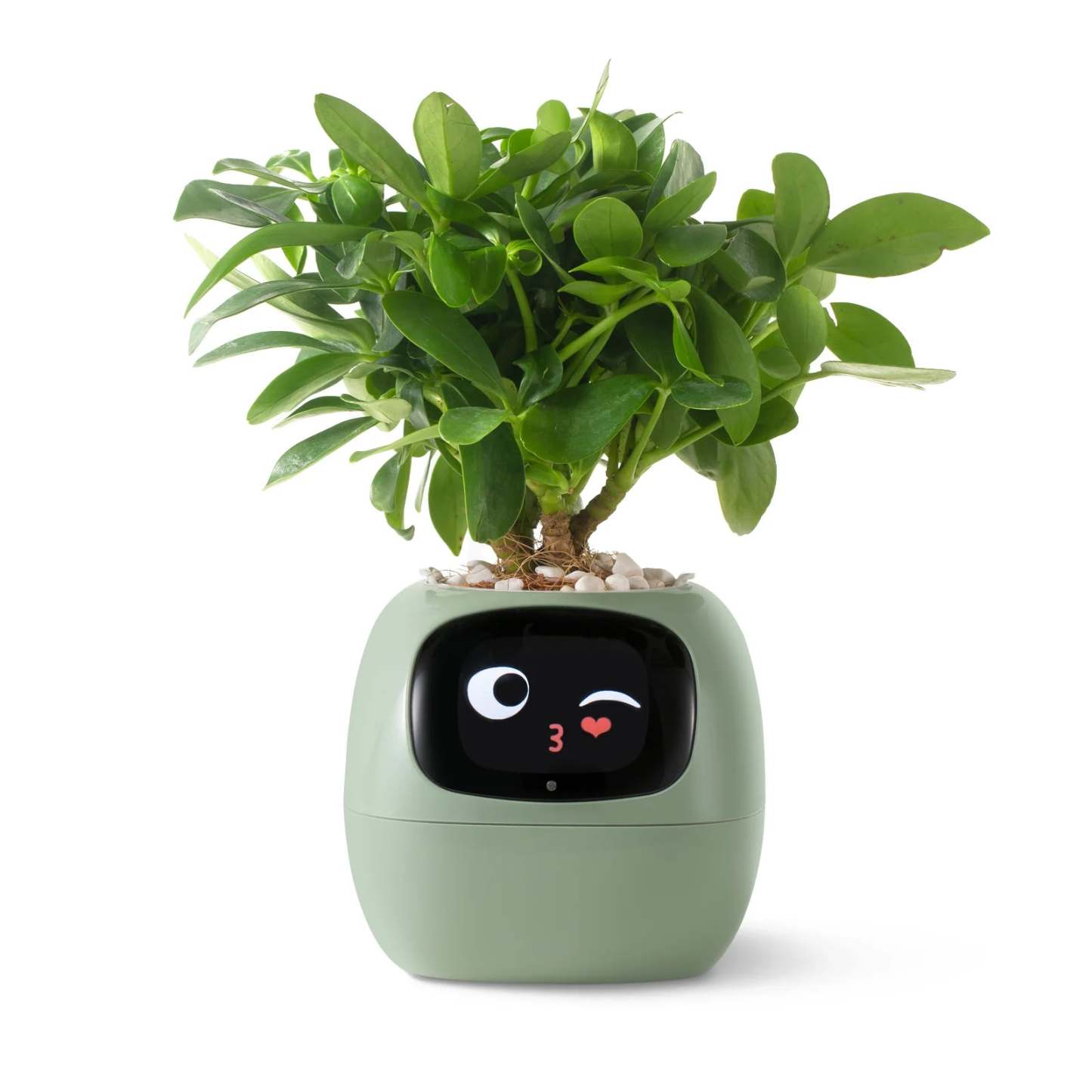 Smart Planter