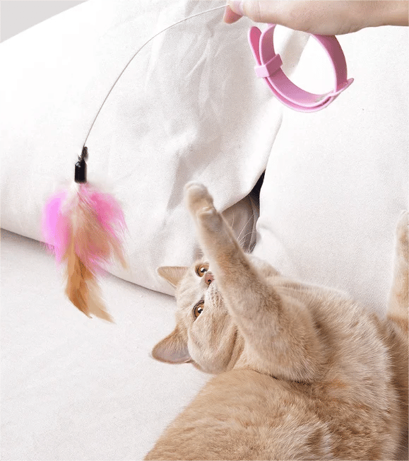 🔥Free hands collar cat teaser stick😻