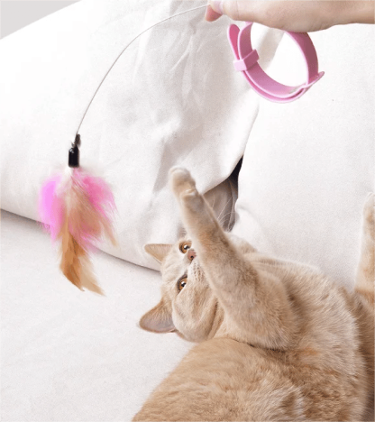 🔥Free hands collar cat teaser stick😻