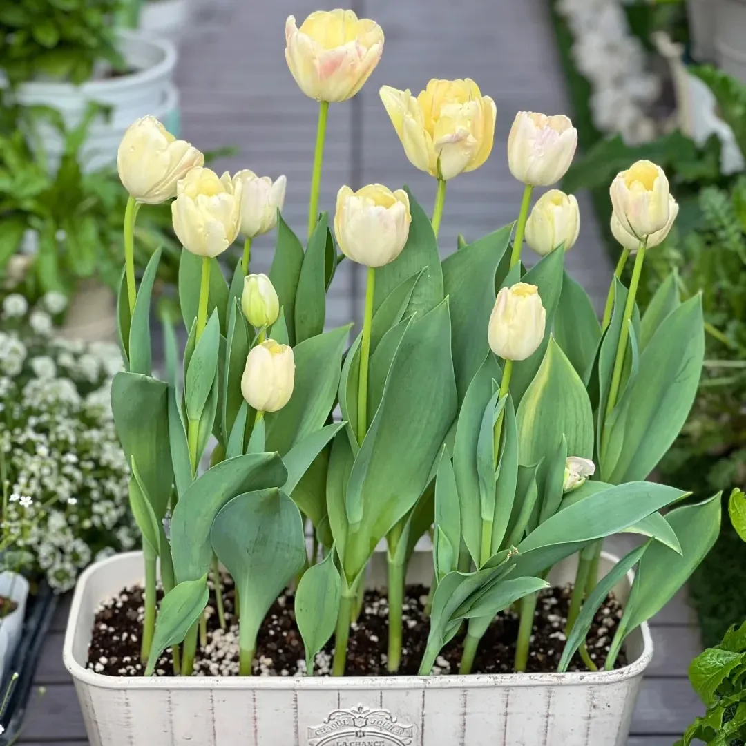 💐Tulip - A Timeless Symbol of Elegance