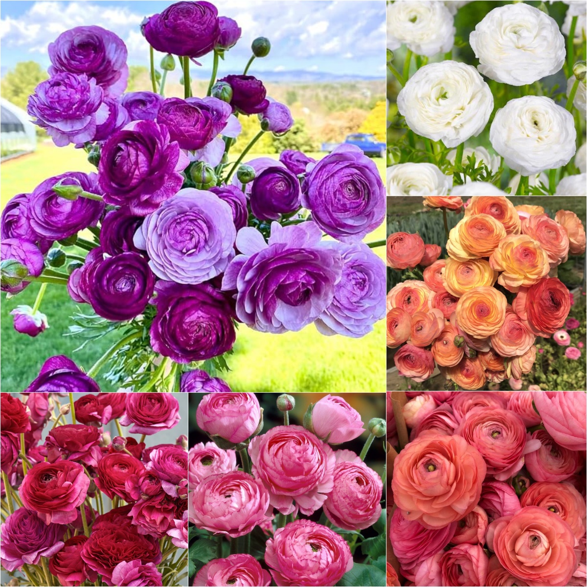 🌸Ranunculus - A Garden of Eternal Elegance
