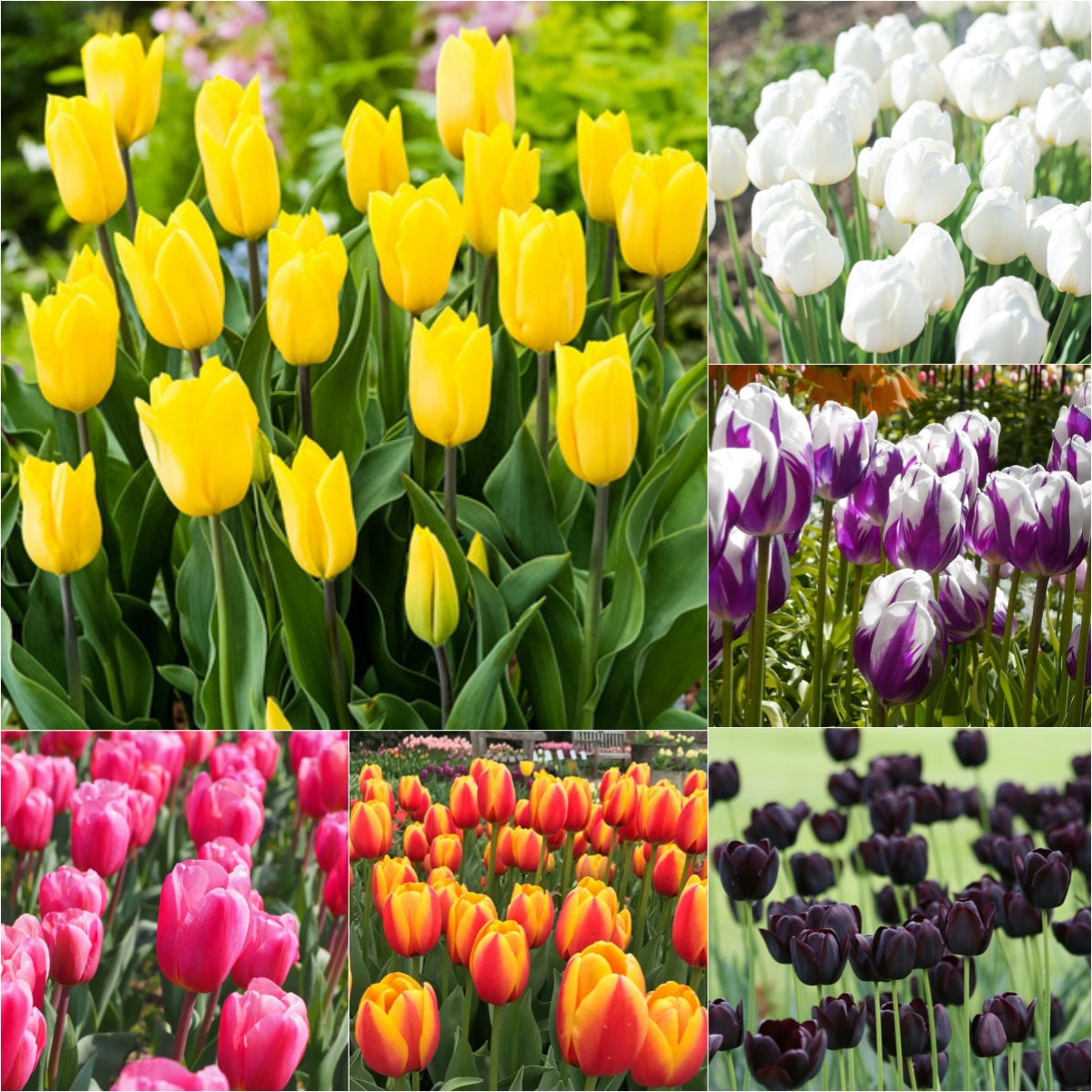 💐Tulip - A Timeless Symbol of Elegance