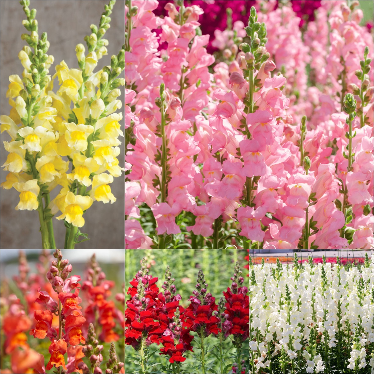 💐Double-Petaled Snapdragon Seeds