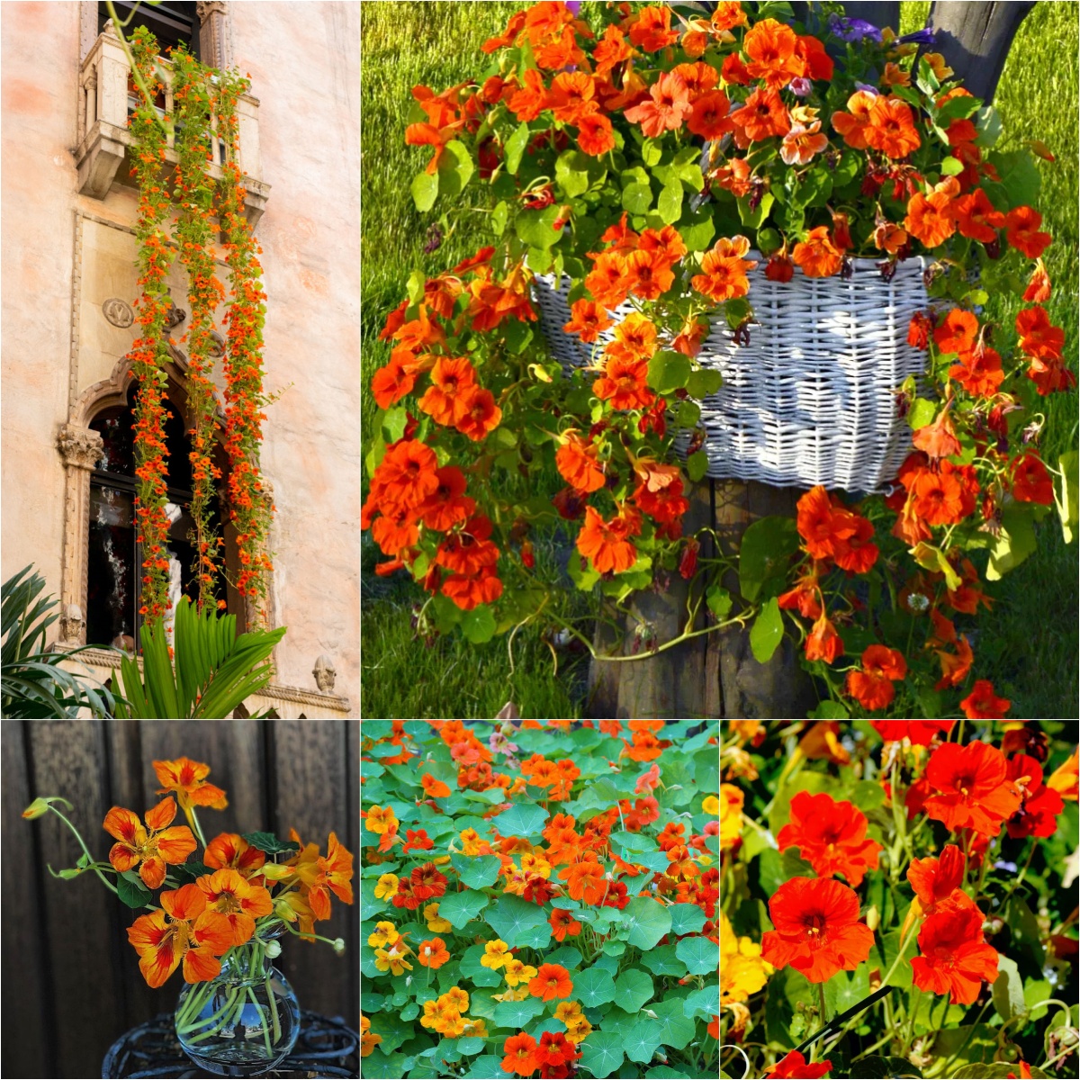 Nasturtium Seeds (Tall) - Mixed Colors