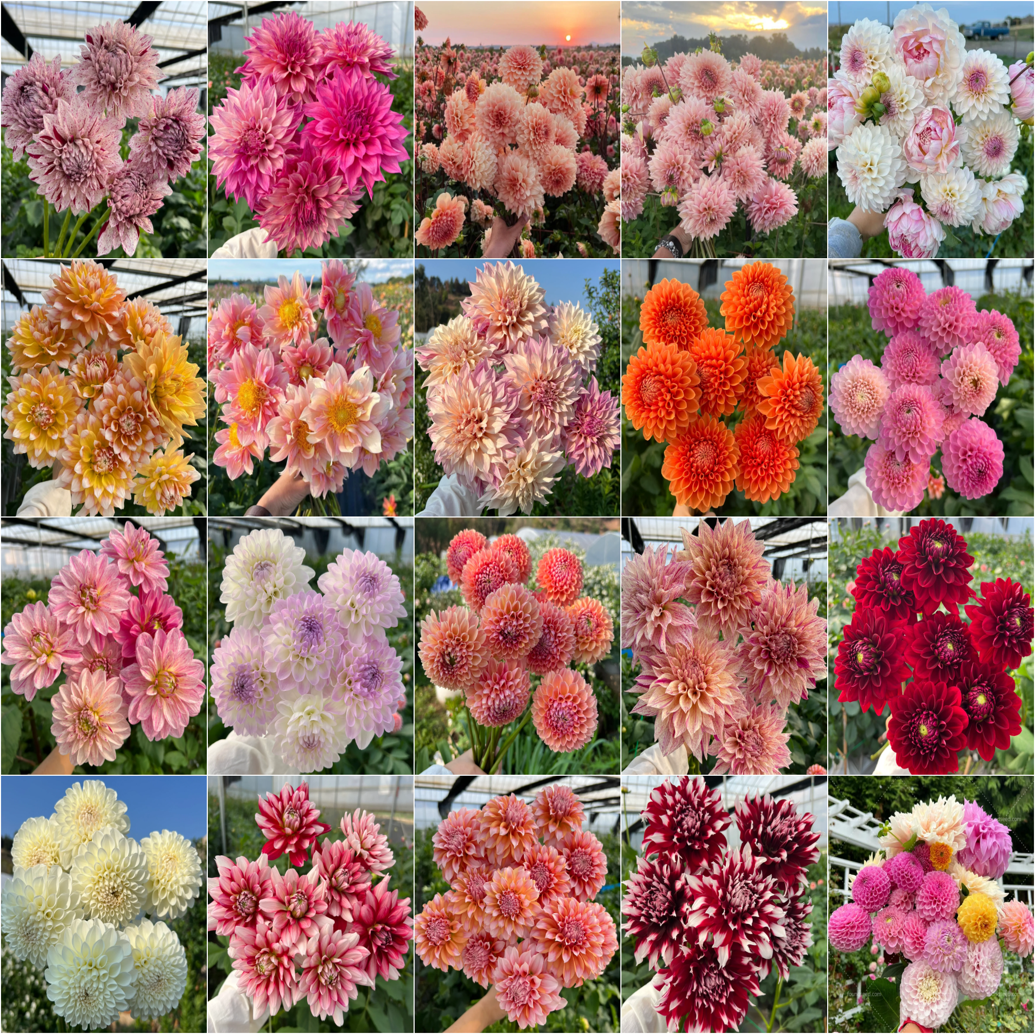 💐Double Dahlia Mixed Seeds—Thirty Mixed Breeds