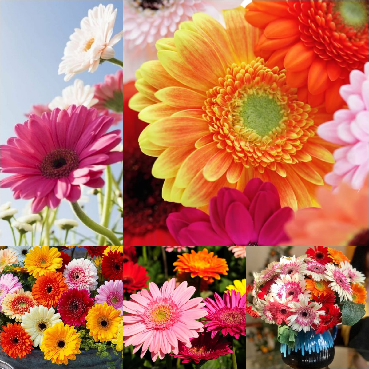 🌸Double Gerbera Flower Seeds