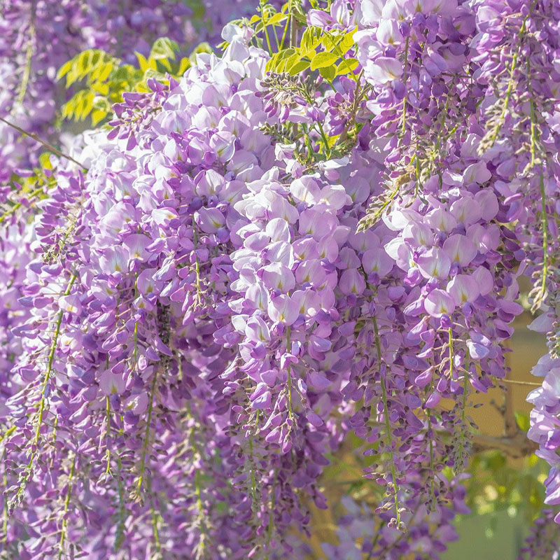 🌸Wisteria - The Garden’s Cascading Beauty All Year Round
