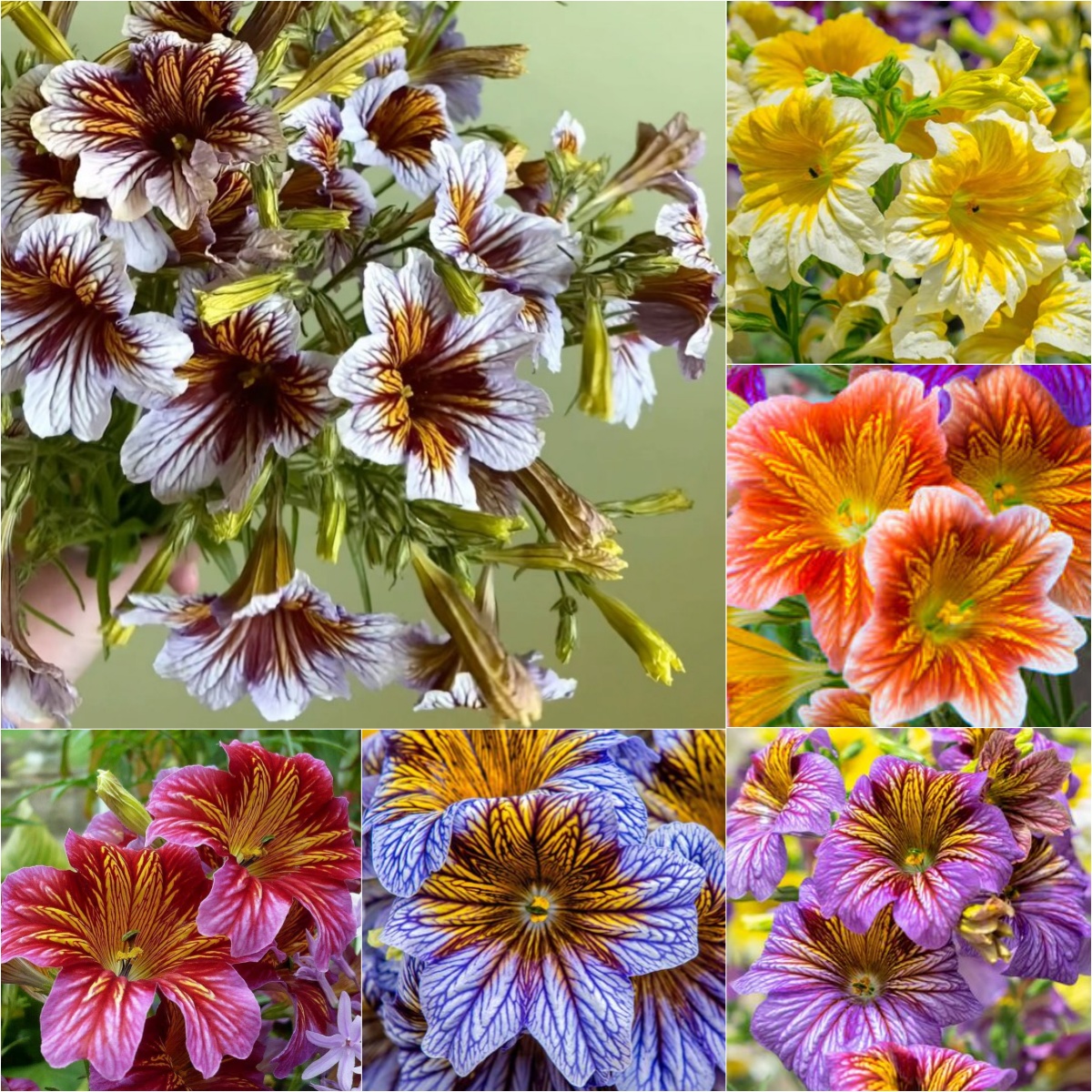 🌺 Salpiglossis Sinuata – A Burst of Color for Your Garden All Year Long