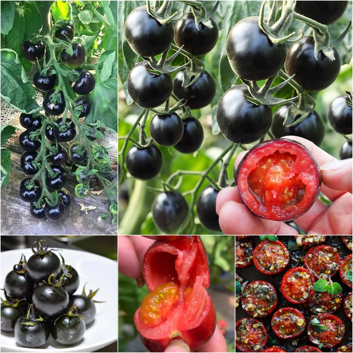The Culinary Treasure—Organic Indigo Rose Tomatoes 🖤🍅: Flavorful & Nutrient-Rich