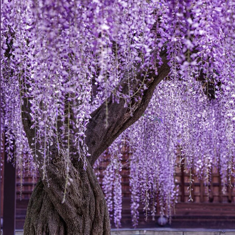 🌸Wisteria - The Garden’s Cascading Beauty All Year Round
