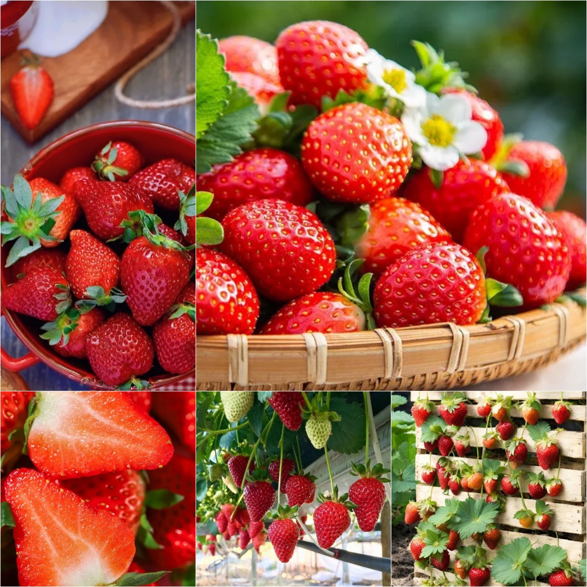 🍓 Cream Strawberry - Your Garden’s Source of Year-Round Sweetness!