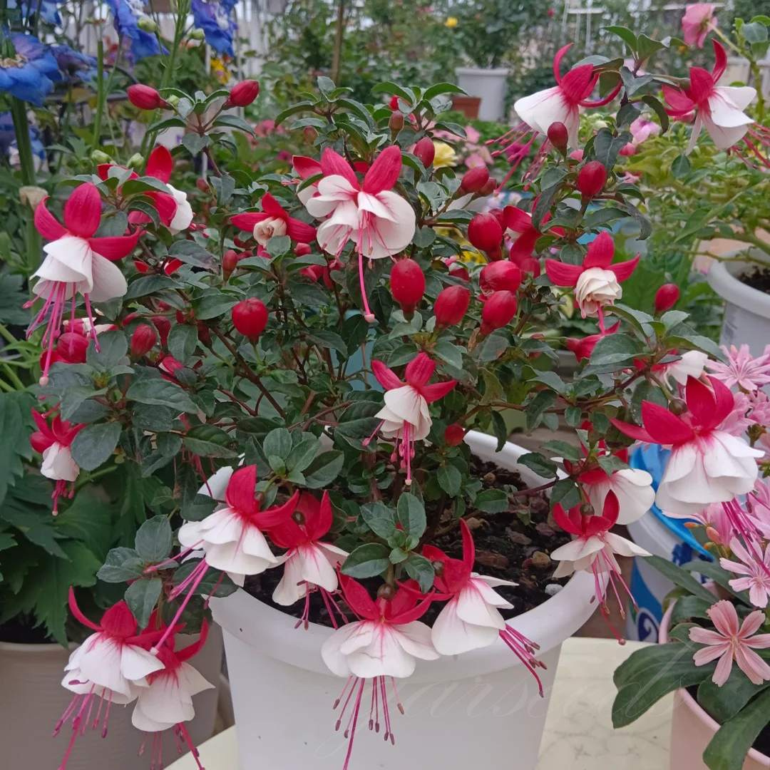 Fuchsia Flowers Seeds-Lantern Flower🌷