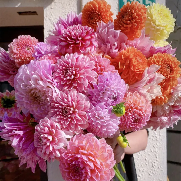 💐Double Dahlia Mixed Seeds—Thirty Mixed Breeds