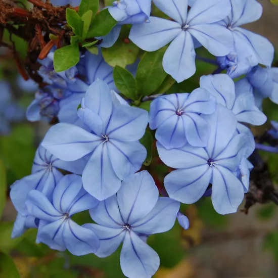 💙Charming Blue Plumbago