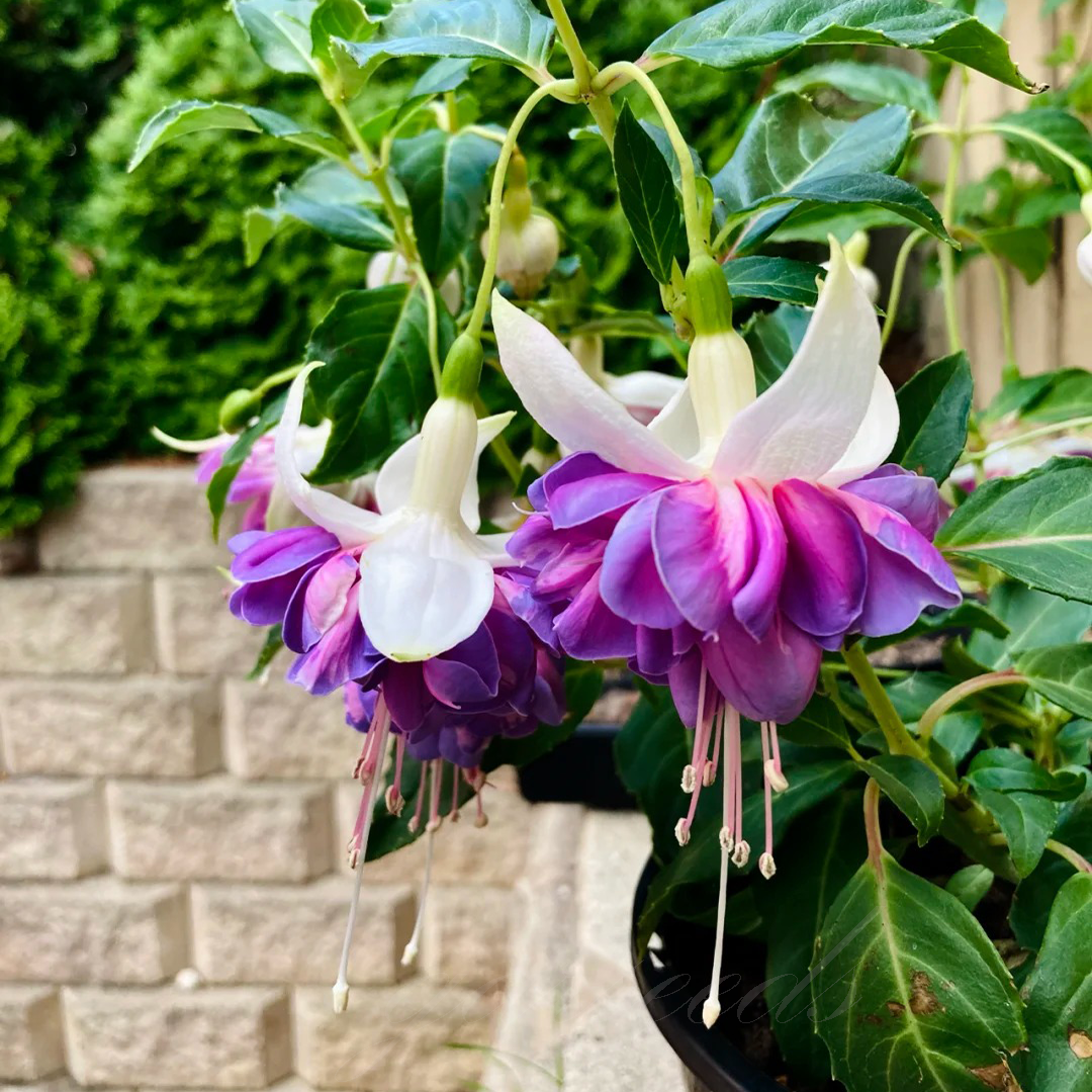 Fuchsia Flowers Seeds-Lantern Flower🌷