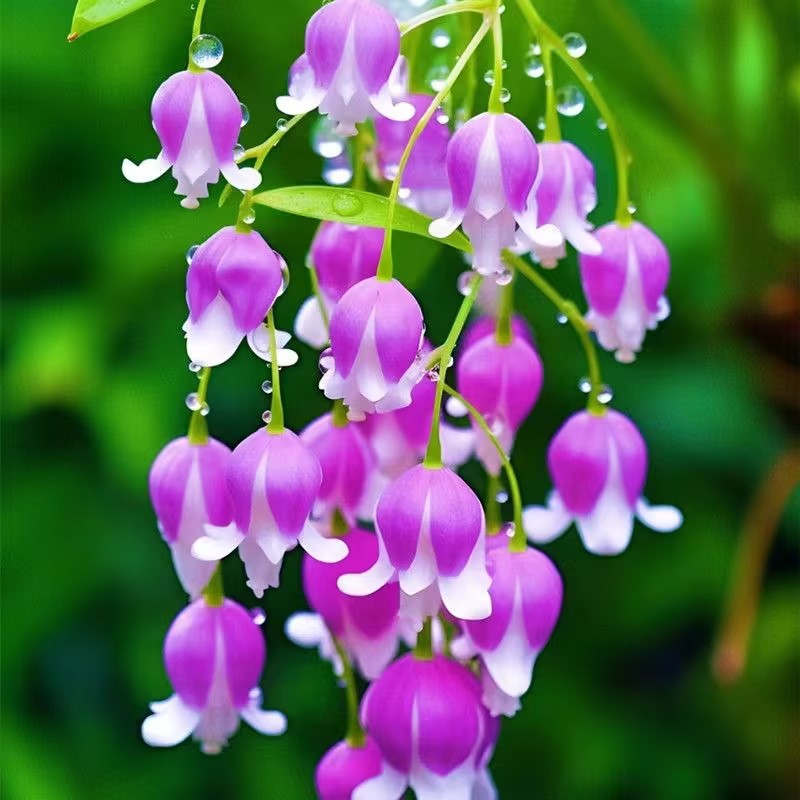 💐Lily of the Valley—Happiness Arrives