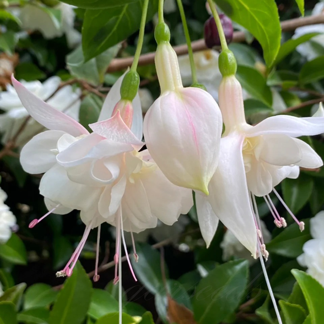 Fuchsia Flowers Seeds-Lantern Flower🌷