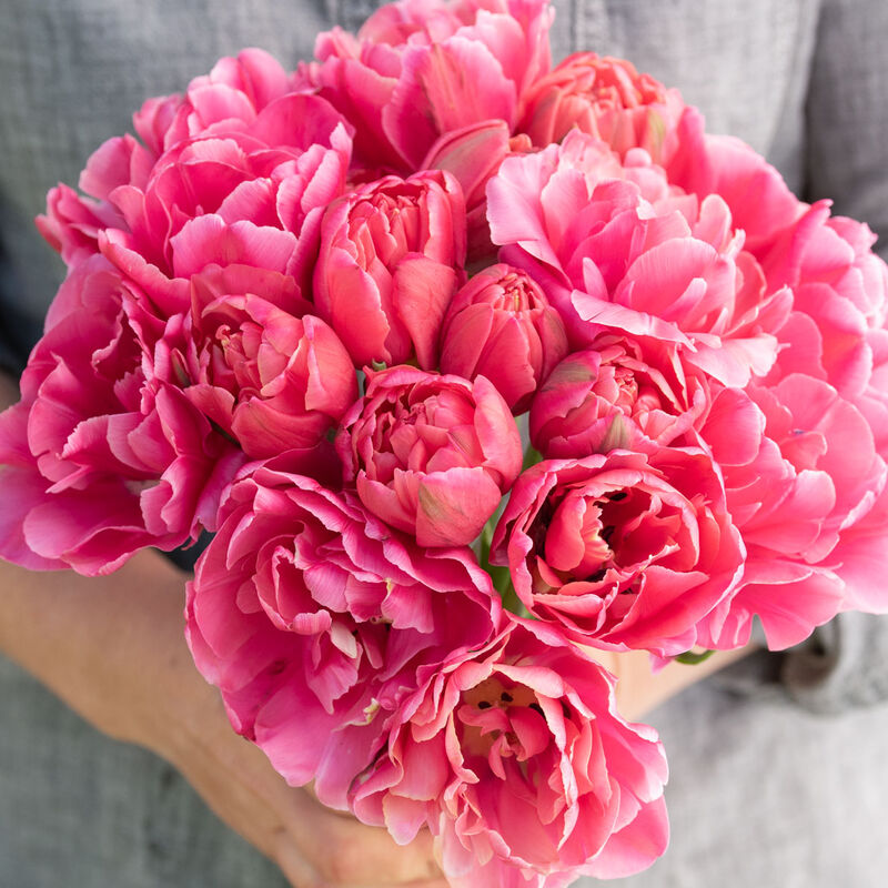 💐Tulip - A Timeless Symbol of Elegance