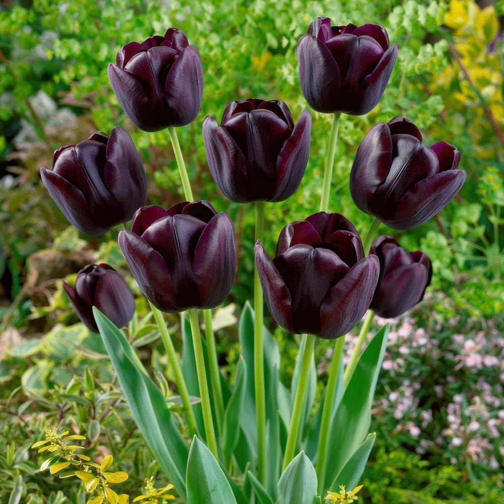 Tulips