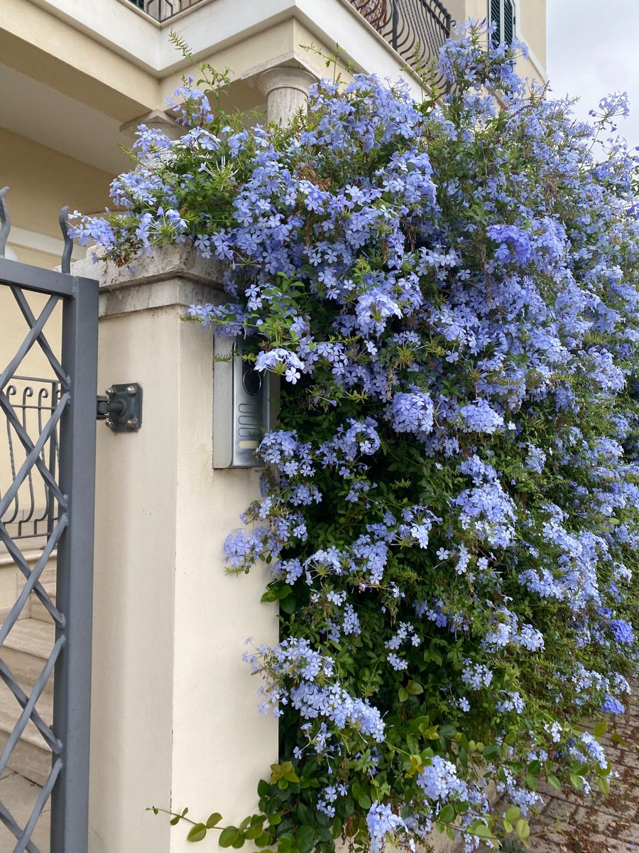 💙Charming Blue Plumbago