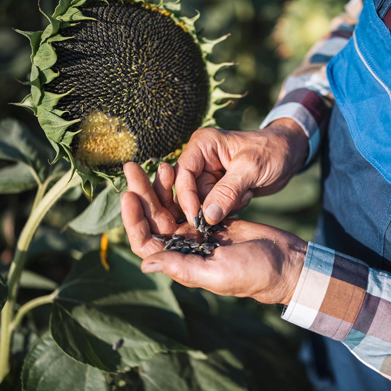 Sunflower – Your Garden’s Radiant All-Season Charm 🌻