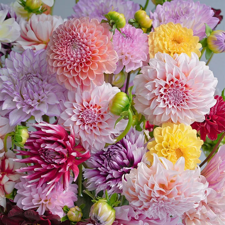 💐Double Dahlia Mixed Seeds—Thirty Mixed Breeds