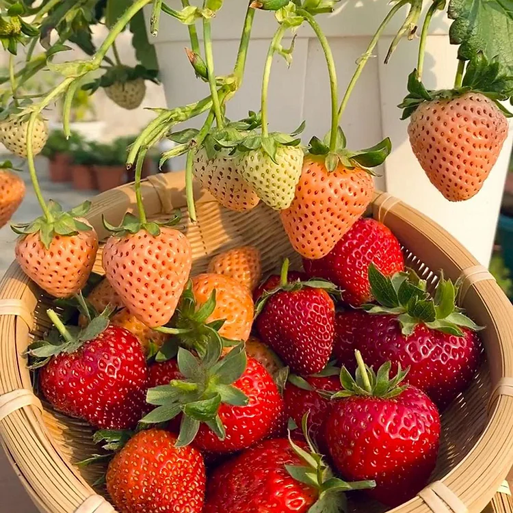 🍓Cream Strawberry Seeds