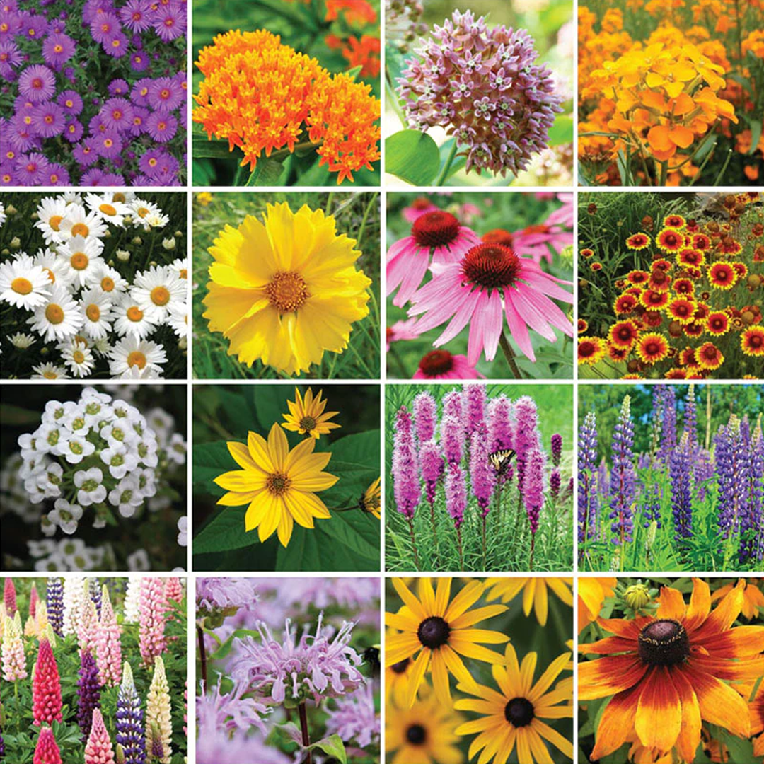 🔥Last day clearance💝Mixed Perennial Flowers Seeds-Over 60 kinds mixed