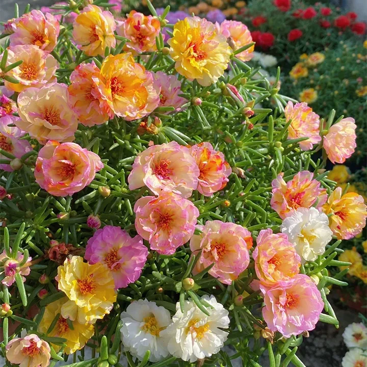 🌸Mixed Color Double Sunflower Seeds