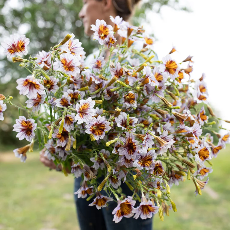 🌺 Salpiglossis Sinuata – A Burst of Color for Your Garden All Year Long