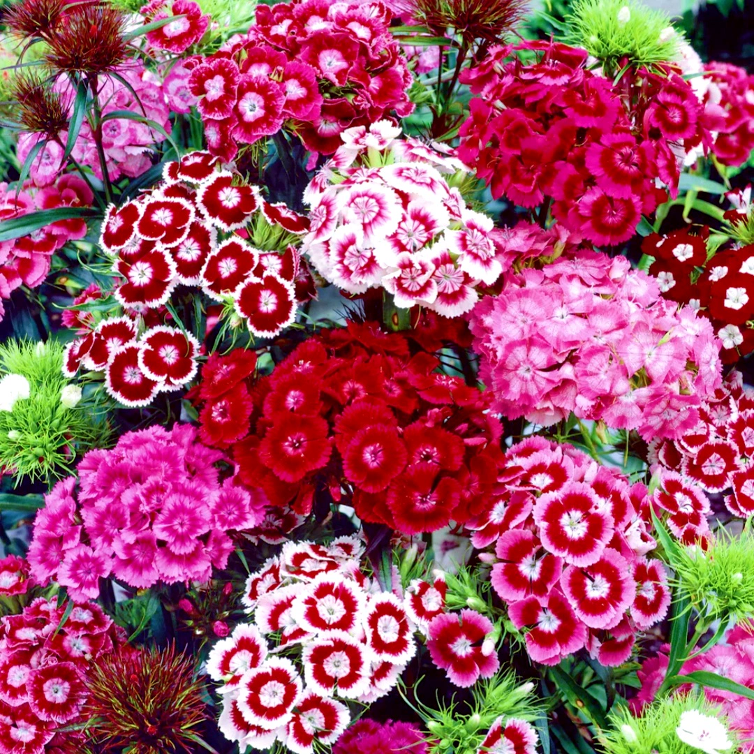 🌸Dianthus - A Burst of Color for Your Flower Bed!