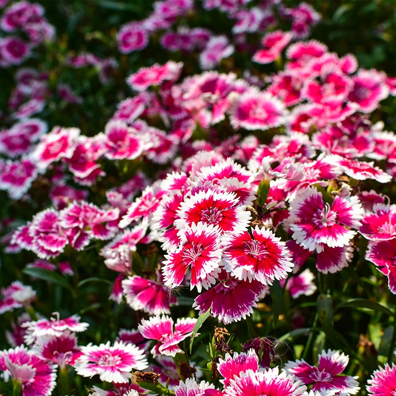 🌸Dianthus - A Burst of Color for Your Flower Bed!