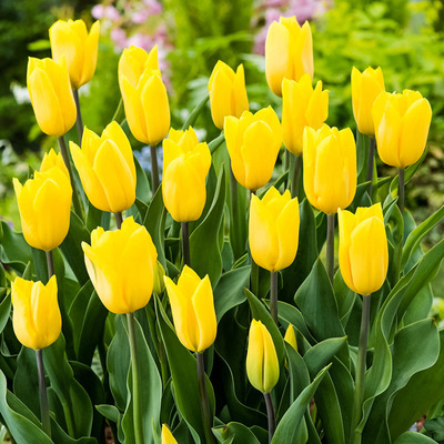 Tulips