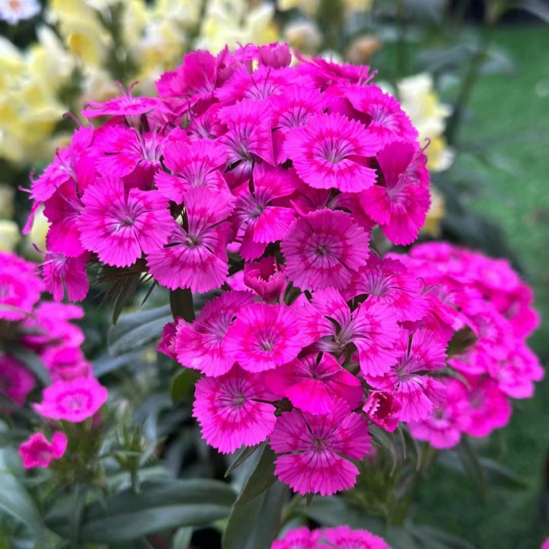🌸Dianthus - A Burst of Color for Your Flower Bed!