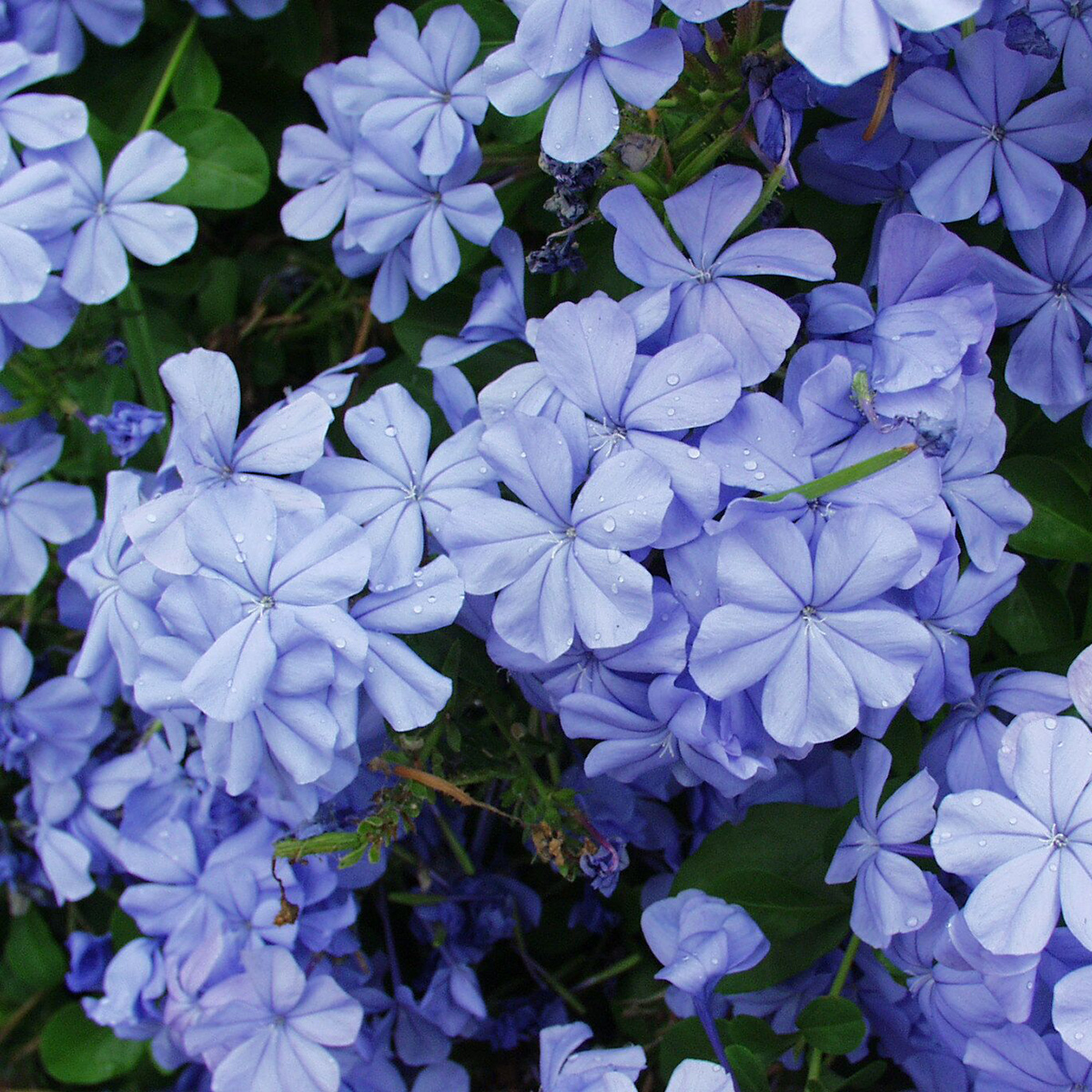 💙Charming Blue Plumbago