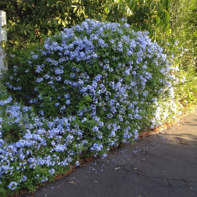 💙Charming Blue Plumbago