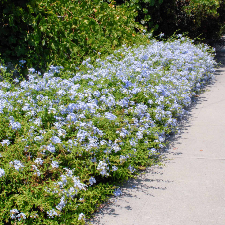 💙Charming Blue Plumbago