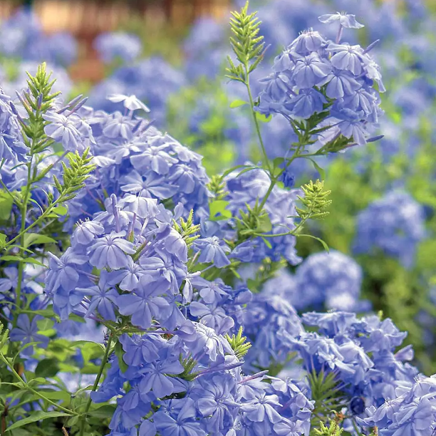 💙Charming Blue Plumbago