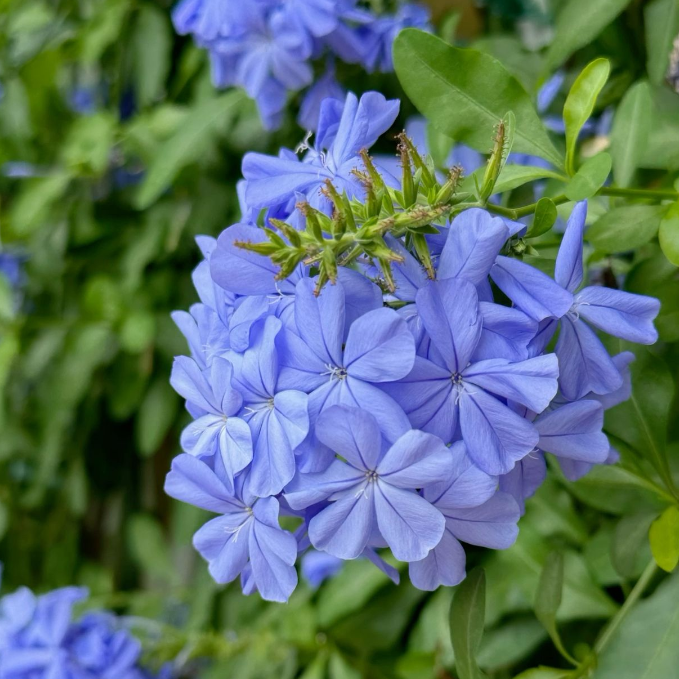 💙Charming Blue Plumbago