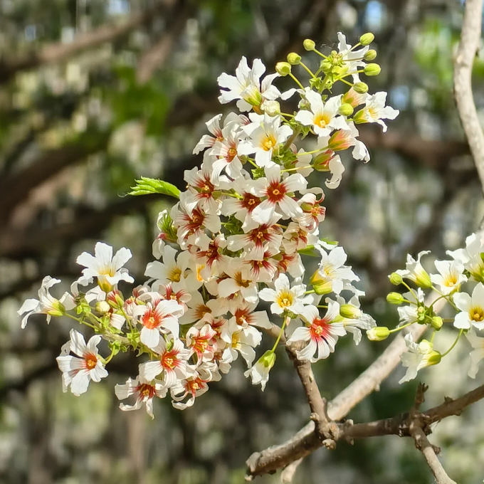 Xanthoceras Sorbifolia Flower🌺Flowers Bloom And Good Luck Comes