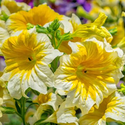 🌺 Salpiglossis Sinuata – A Burst of Color for Your Garden All Year Long